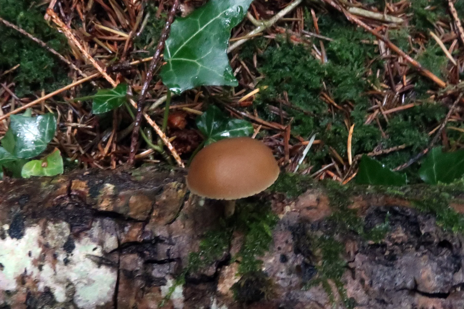 Simocybe sumptuosa - 1 - IMG_1855